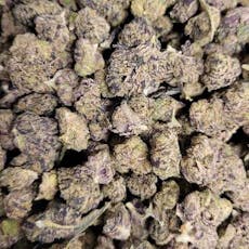 B Bud Biscotti x Jealousy F2 (Hotbox Farms)