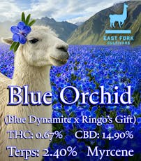 Blue Orchid (East Fork Cultivars)