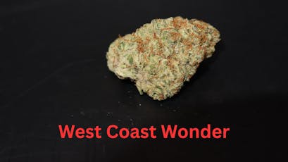 Bonsai (S) West Coast Wonder