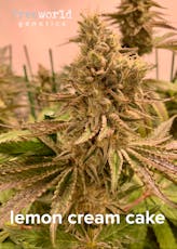 Seeds | 3 pack | Lemon Cream Cake - Hybrid