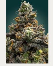 Pre-Packaged-IX | Unbound | Watermelon Freeze | 3.5g