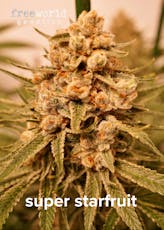 Seeds | 3 pack | Super Starfruit 2.0 - Hybrid