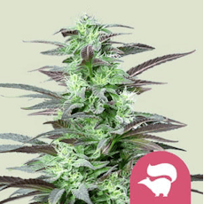 Feminized Seeds