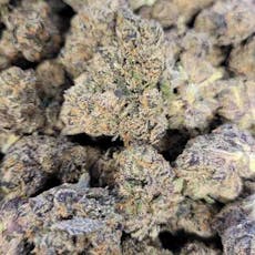 Biscotti x Jealousy F2 (Hotbox Farms)