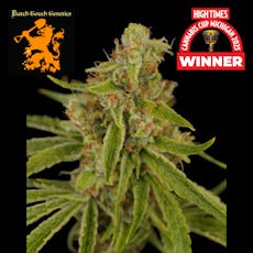 (REC) Mr. Clean Buds (1st Place In Cannabis Cup) - Dutch Touch Genetics