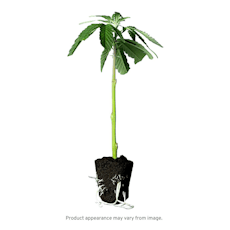 Seed & Smith - Clone - Mac N Cheese