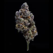 Flower - Fritter Glitter - (I)