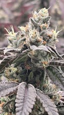 IT Cannabis | Joe | 3.5g