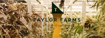 Taylor Farms | Mac Daddy | Hybrid