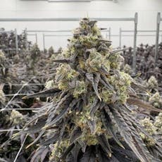 Sour Cheese Berry Flower