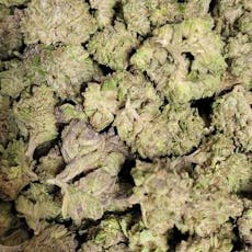 Purple Unicorn (Wicked Flower)