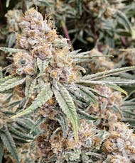 Farmer's Friend | Mango Haze 3.5g Flower