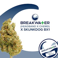 (Headband x ChemD) x Skunkdog Bx1 I 7g I Breakwater