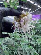 Tangerilla FreeWorld Genetics Clone Sativa