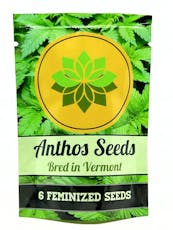 Couchsurfer, feminized seeds (x6)