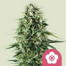 Feminized Seeds