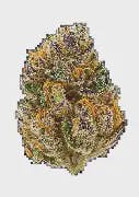 Amaretto Sour (Indoor)