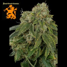 (REC) White Wampa #4 Buds - Dutch Touch Genetics