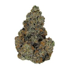 Midnight Gelato (Indoor)