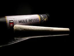 Pre-Roll 1g Infused 41 Gorillaz x Thai Fruit (Mule Extracts)
