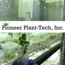 Pioneer Plant Tech | Sour Stomper Flower 1g