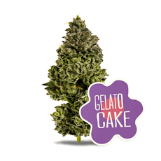 Gelato Cake | District Cannabis | Bulk