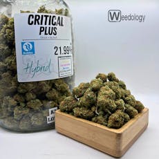 Critical Plus (H)