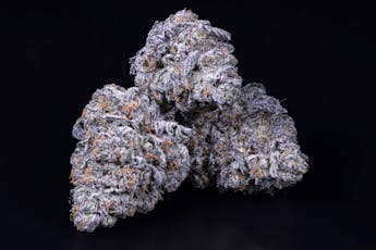 Platinum Lemon Cherry Gelato