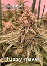 Seeds | 3 pack | Fuzzy Navel - Indica