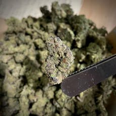 GMO by The Cannabis Collective/Bulk