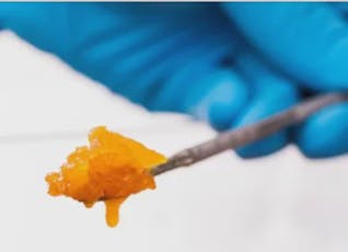 Live Sugar | Cheezy Kush | 1g | The Heirloom Collective