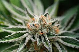 Flower - Donny Lamma (I)