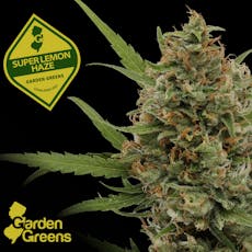 Super Lemon Haze I 14g I Mixed Nugs I Garden Greens