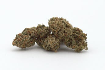 Black Lemon Glue Flower