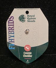 Feminized Seeds - Cosmic Cheddar F1
