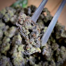 Planet Sherb by The Cannabis Collective/Bulk