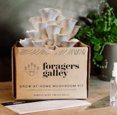Foragers Galley - Snow Oyster Mushroom Grow Kit
