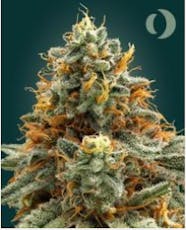 Pre-Packaged-IX | Unbound | Hawaiian Fanta | 3.5g