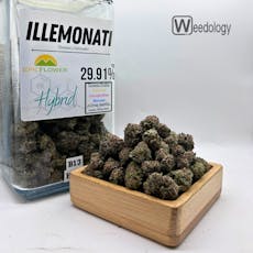 Illemonati (H)
