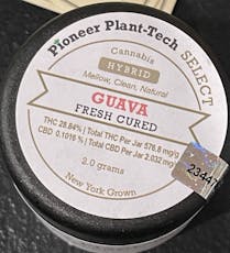 Pioneer Plant Tech | Guava Fresh Cured Flower 2g