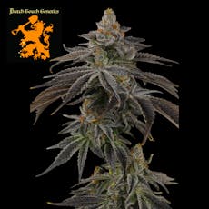 (REC) Sin City Grapes #10 Buds - Dutch Touch Genetics