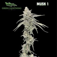 Musk 1 | 3.5g (Smalls)