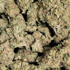 Moby Dick (Wicked Flower)