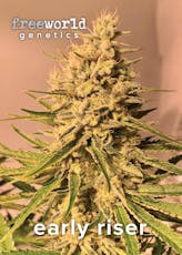 Seeds | 3 pack | Early Riser - Sativa