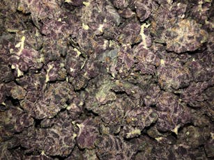 B Bud Tropicanna Cherries SEEDS (Hotbox Farms)