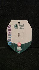 Feminized Seeds