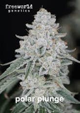 Flower - Polar Plunge (S)