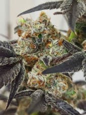 Lunch Money by Backcounty Botanicals/ Bulk