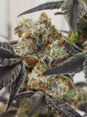 Lunch Money by Backcounty Botanicals/ Bulk