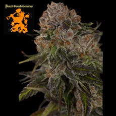 (REC) Purple Lambo #6 Buds - Dutch Touch Genetics